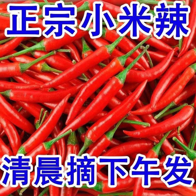 【爆款】晨摘午发新鲜小米椒朝天椒红辣椒原产地直发