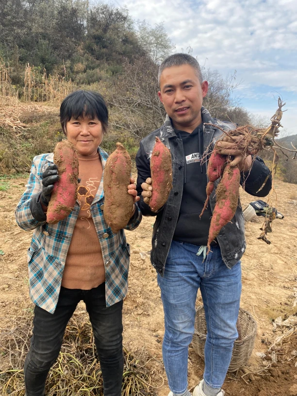 自信哥推荐(农家红薯)陕北高原红薯5/9斤装