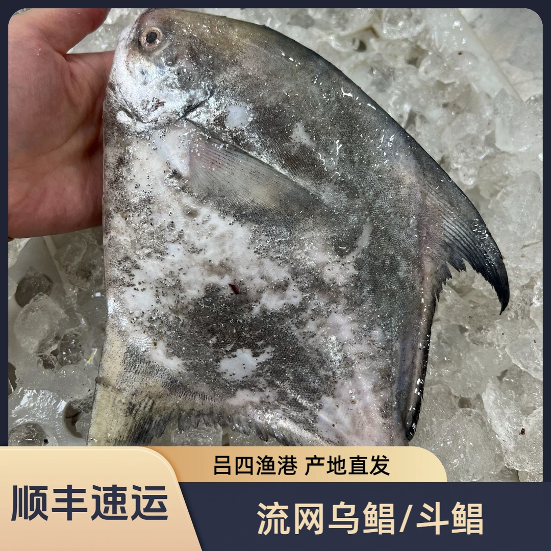 吕四渔港 流网乌鲳/斗鲳