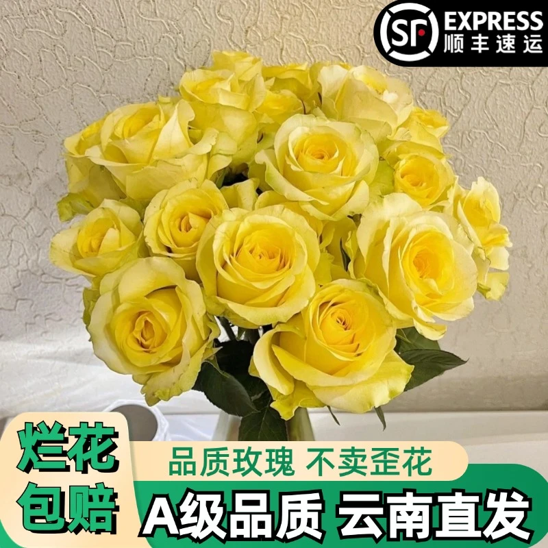 A【金枝玉叶】黄色玫瑰鲜花朵插花束鲜切花卉云南基地「明媚】顺丰