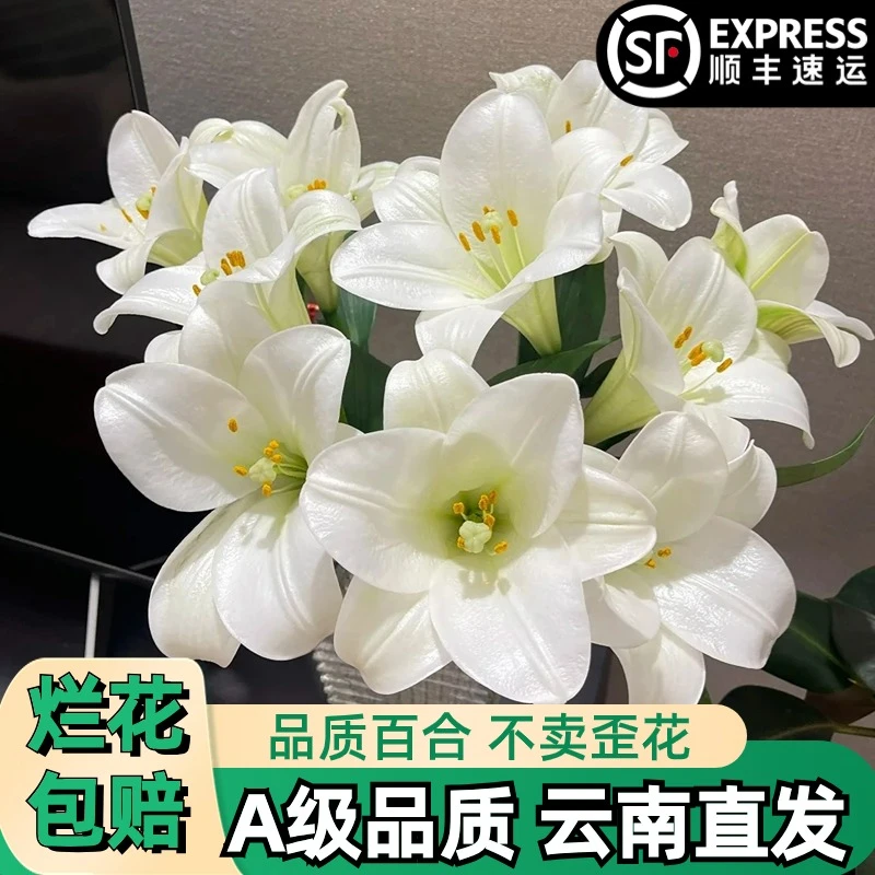 A【白铁炮】亚百合白色多头百合花束鲜花鲜切花卉云南基地顺丰