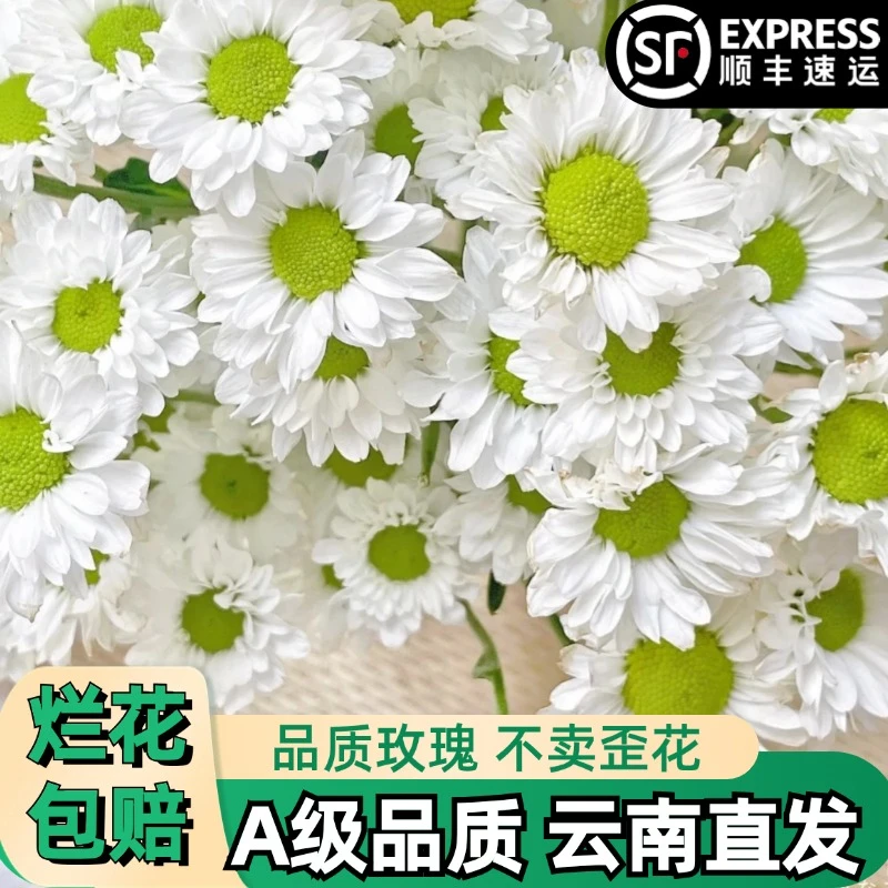 A级【凯蒂】白色小菊雏菊花鲜花朵插花束鲜切花卉云南「好养活」顺丰