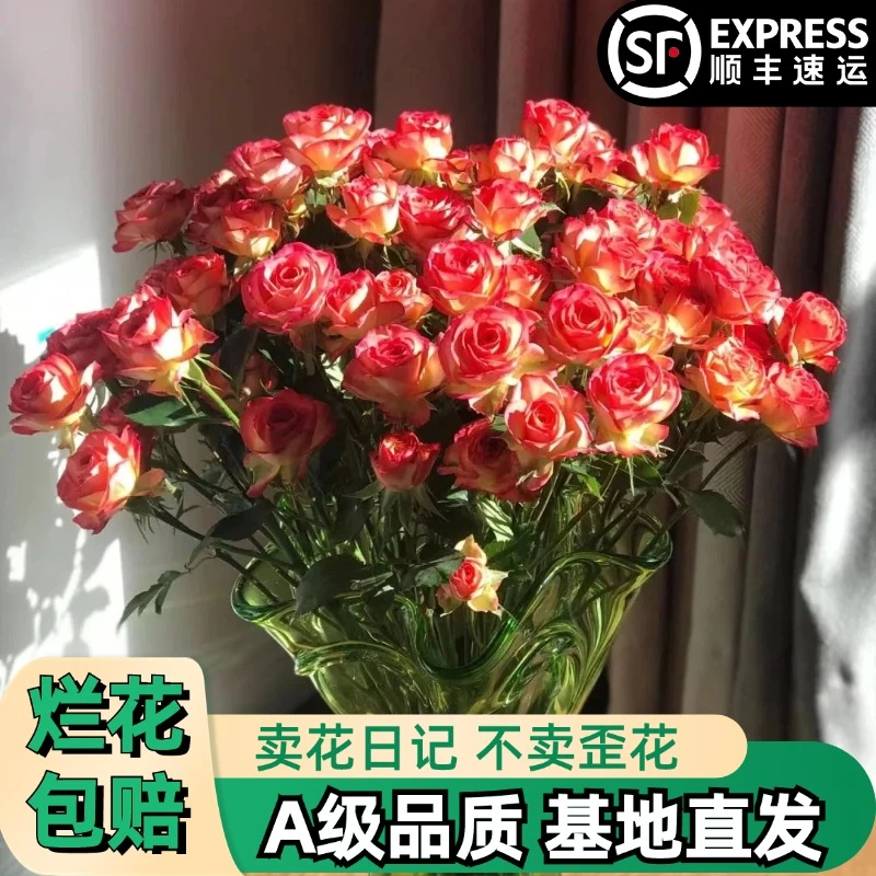 A【爱丽丝】多头玫瑰鲜花朵插花束鲜切花卉云南基地橙红双色」顺丰