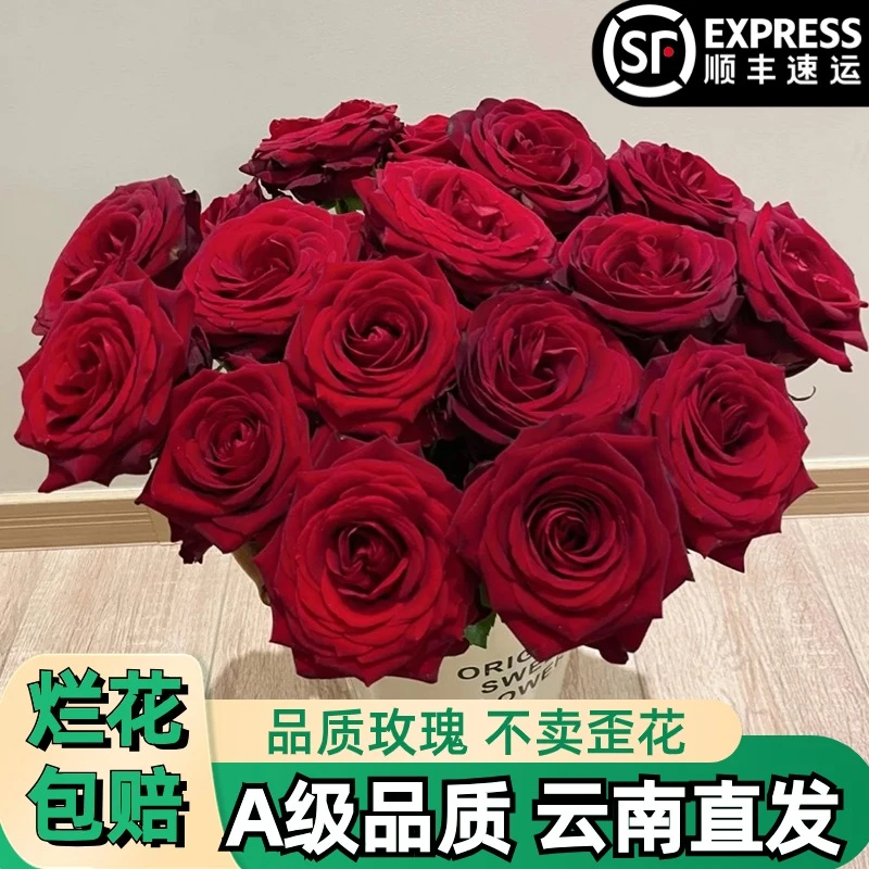 A【传奇】红色玫瑰鲜花朵插花束鲜切花卉云南基地「较大花苞】顺丰