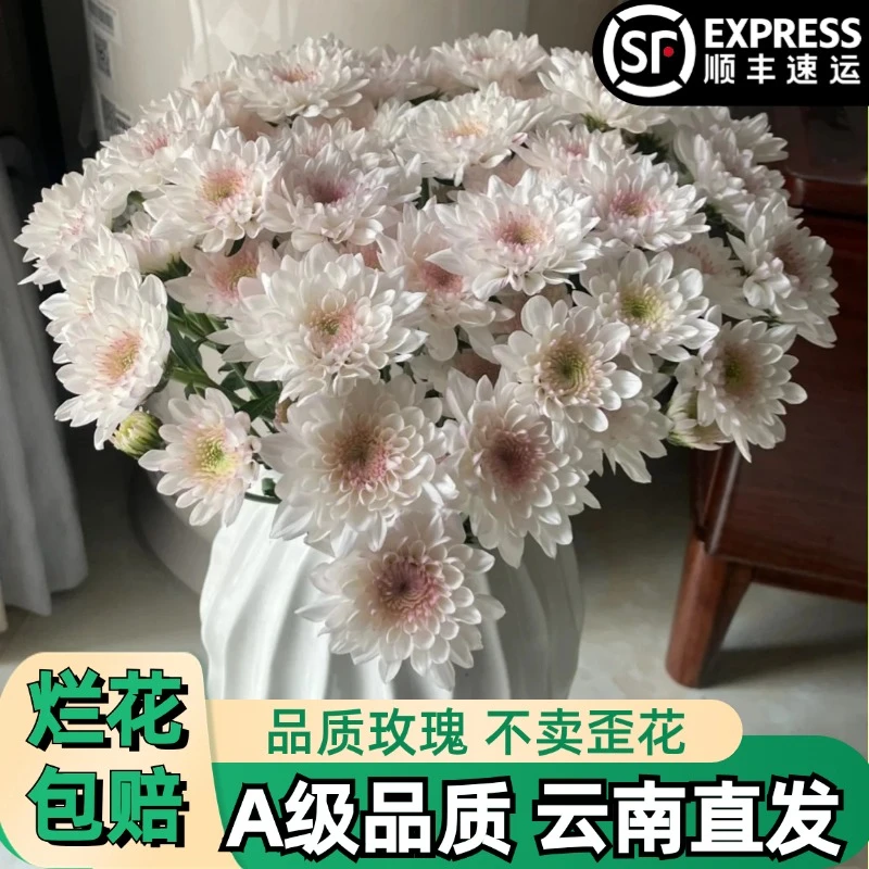 A级【薇娅】粉色小菊雏菊花鲜花朵插花束鲜切花卉云南「好养活】顺丰