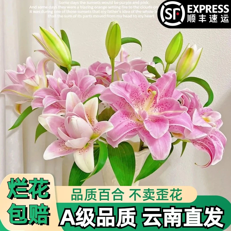 A【粉拉菲重瓣】香水百合粉色多头花束鲜花鲜切花卉云南基地顺丰