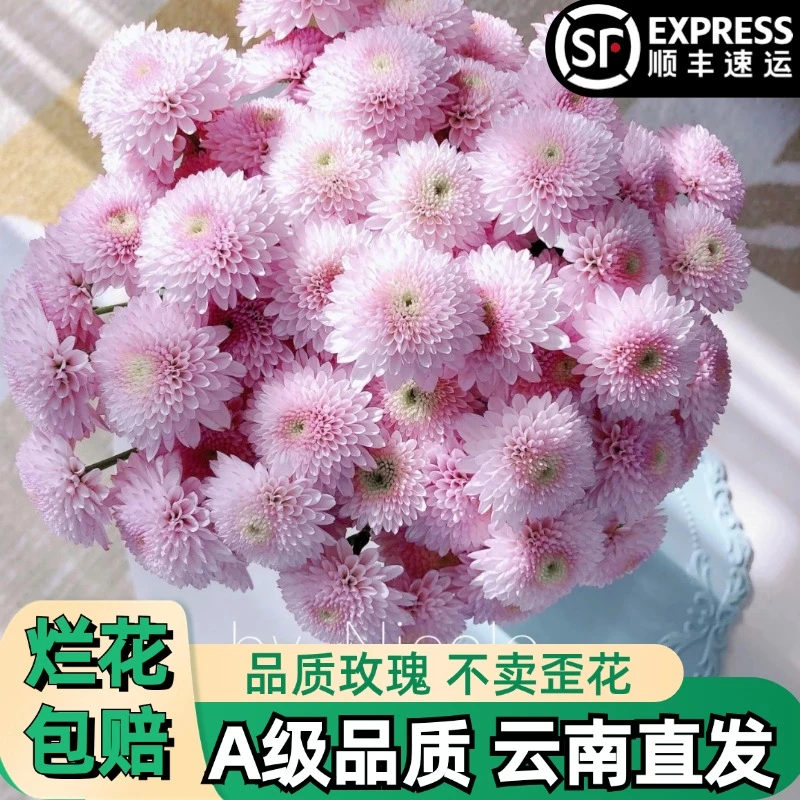 A级【公主心】粉色小菊雏菊花鲜花朵插花束鲜切花卉云南「好养】顺丰