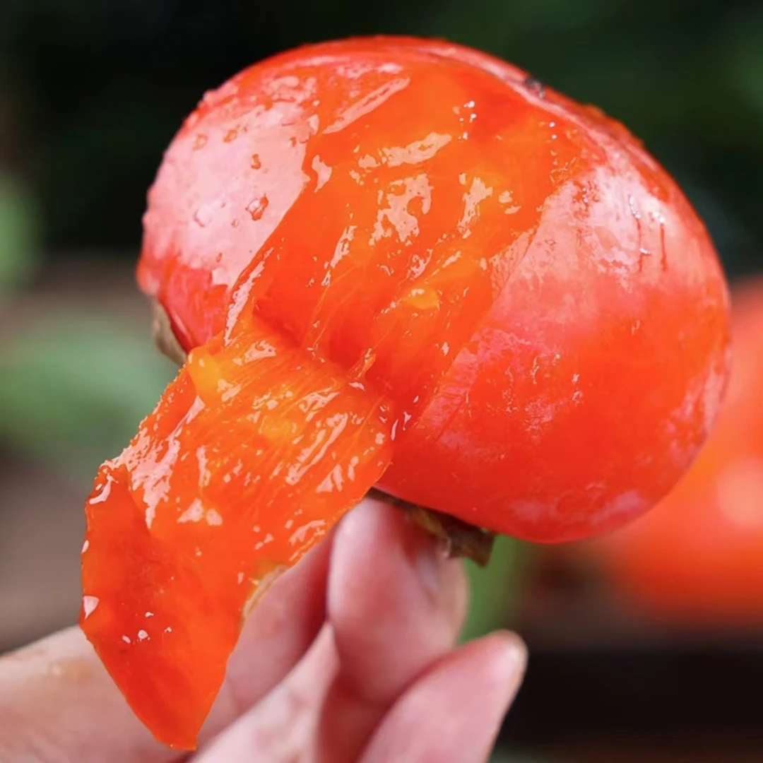 【正宗火晶柿子树苗】玲珑柿柿子庭院植物盆栽地栽阳台四季种植果树