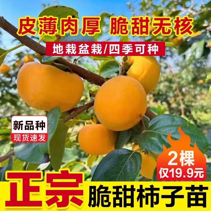 【抢！优质脆甜柿子树苗】脆甜柿子树果树苗庭院植物盆栽地栽南北方