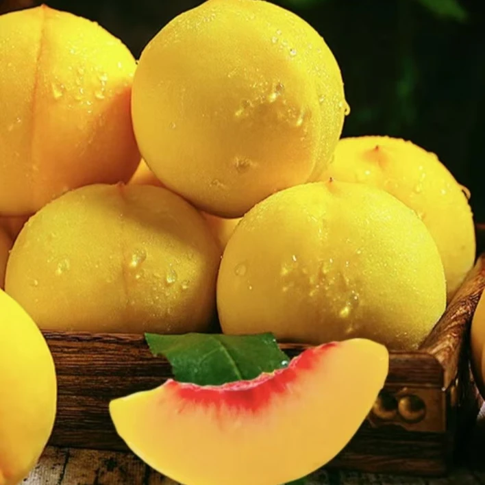 【黄桃桃树苗】正宗黄桃桃苗盆栽地栽种植阳台庭院种植果树桃苗