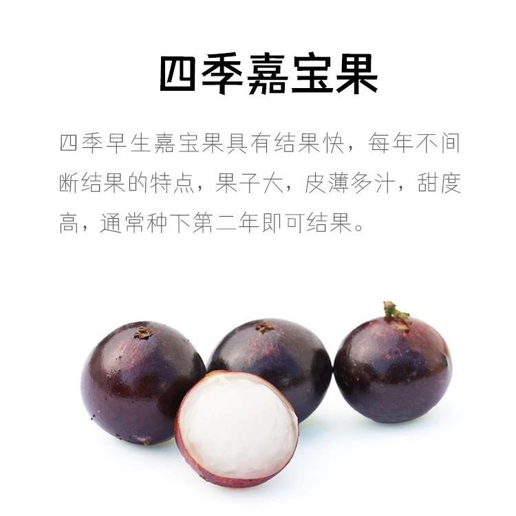 四季红妃嘉宝果台湾红妃早生嘉宝果树苗树葡萄苗一年四季开花结果