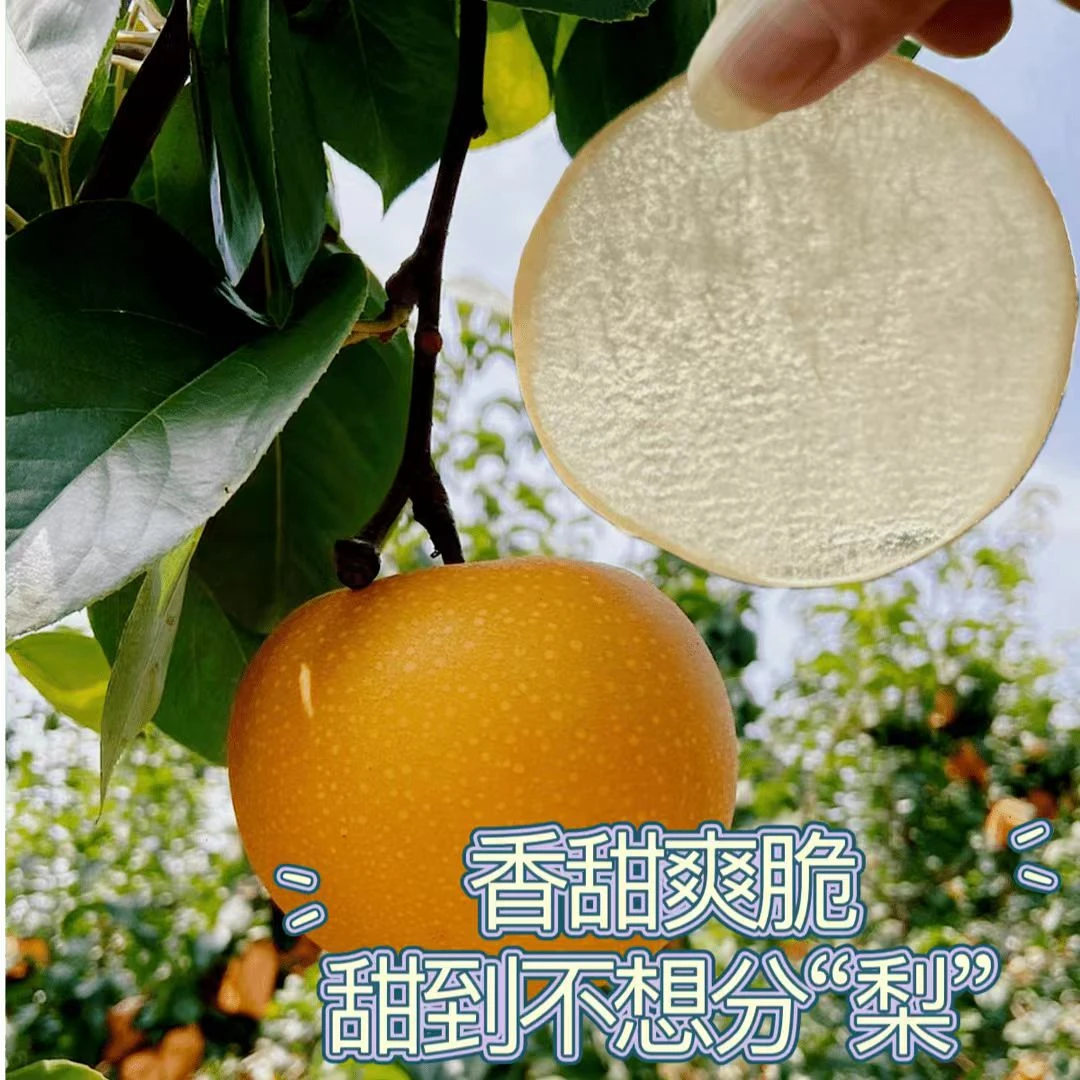 【秋月梨00专属】正宗山东莱阳秋月梨新鲜果 足甜爆甜爆汁产地直发