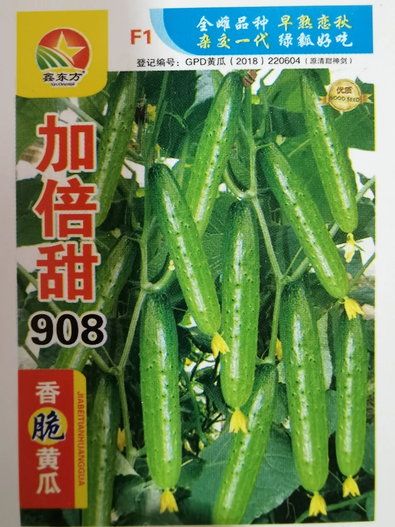 加倍甜908全雌黄瓜种子