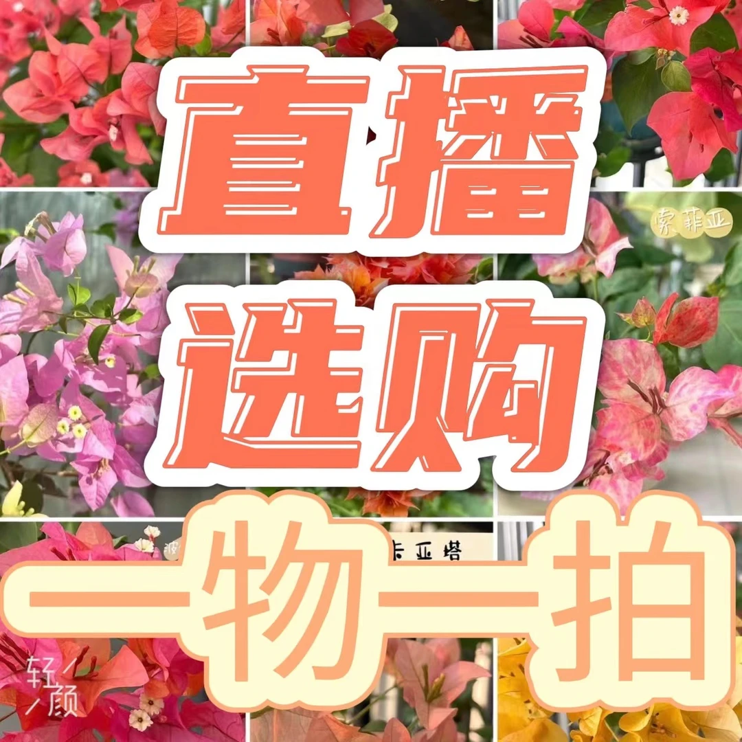三角梅直播一物一拍原盆原土，介意落花落叶慎拍