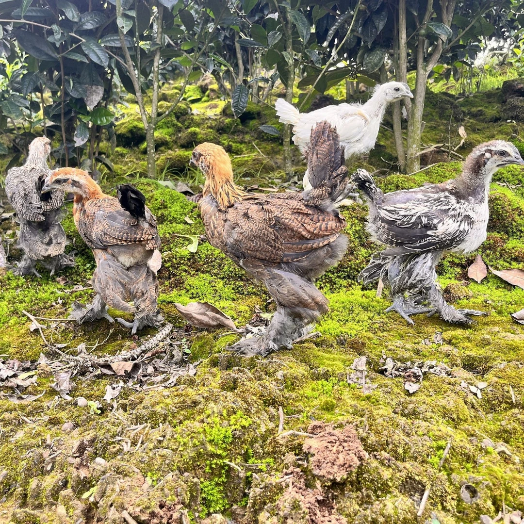 活体宠物鸡观赏鸡包邮包损到手顺丰包邮1只2-3斤