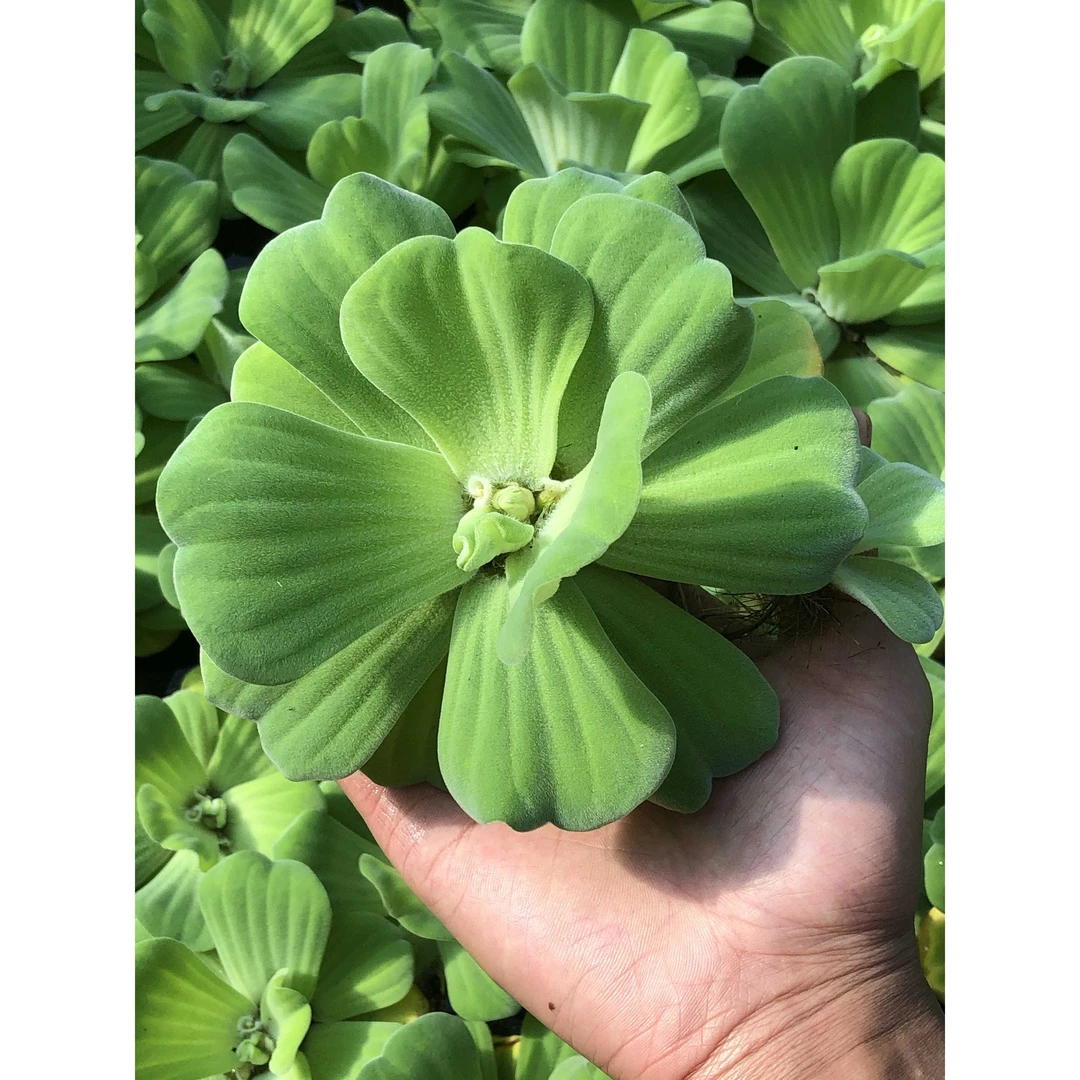 请叫我八戒姐姐水芙蓉水浮萍槐叶萍真水草净化水质鱼缸龟缸造景