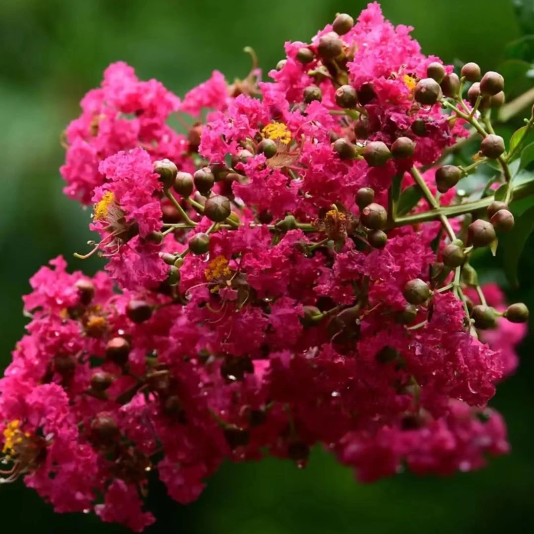 精品盆景花卉绿植拍拍    50-1000   一物一拍  请勿私拍  （3）