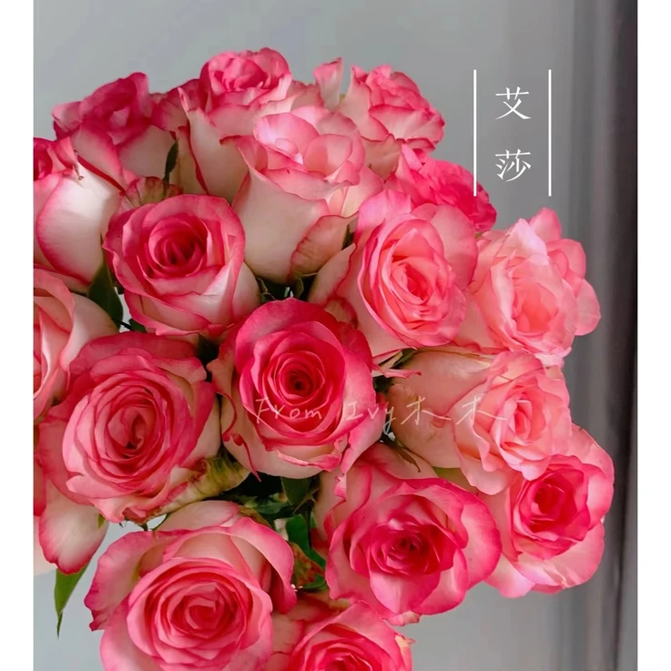 艾莎玫瑰 居家插花 云南鲜花 基地直发 两单京东/顺丰包邮