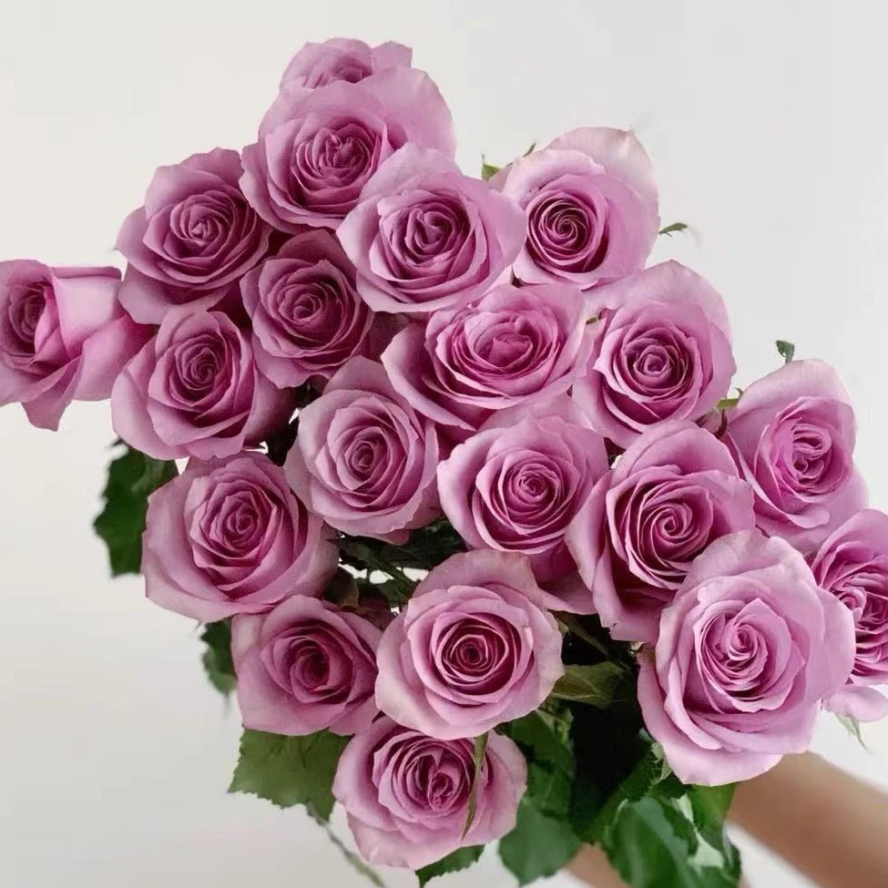 紫霞仙子玫瑰 居家插花 云南鲜花 基地直发 两单京东/顺丰包邮
