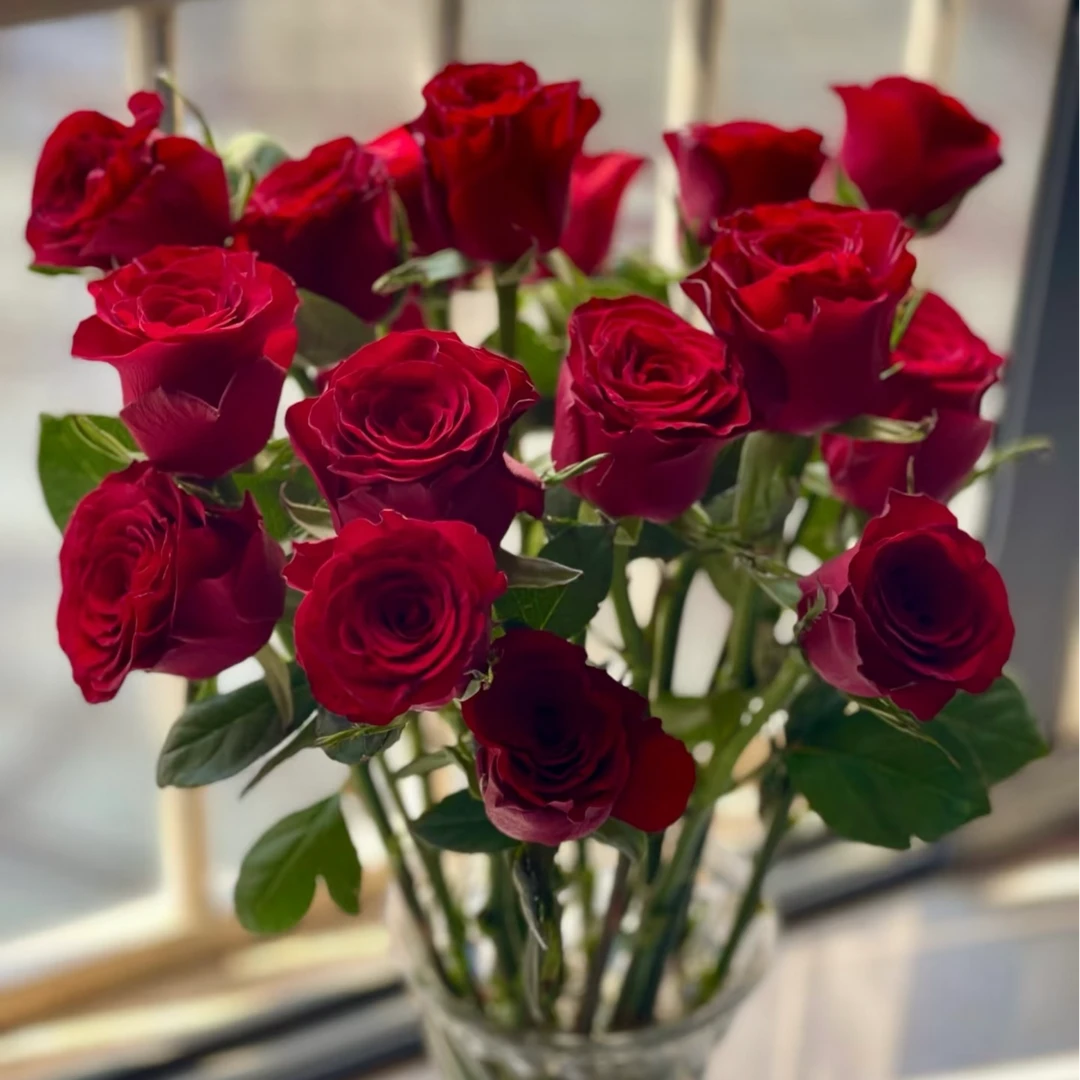 长腿高原红玫瑰