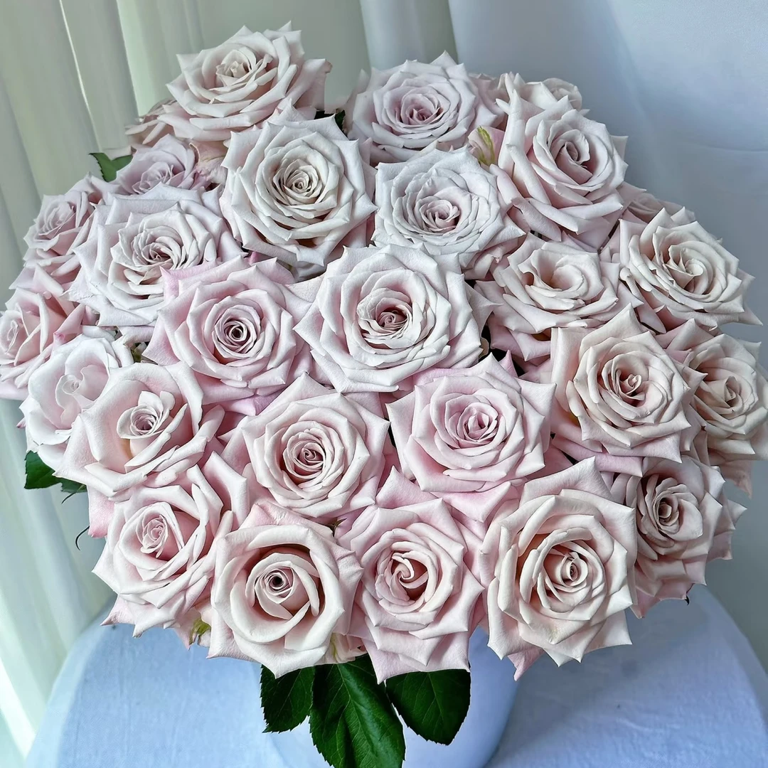 小花头曼塔玫瑰 （小花苞 超短腿 介意勿拍）