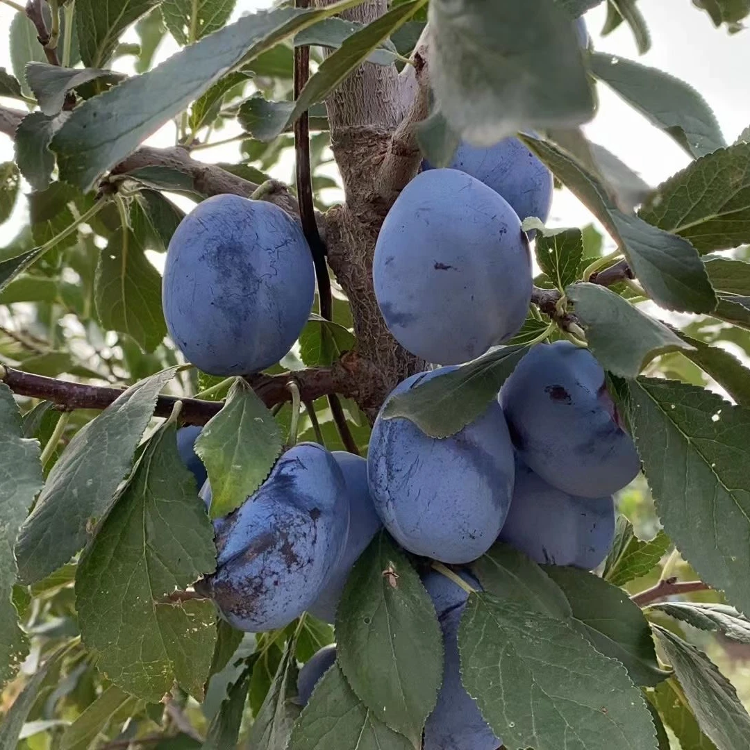 大美良田甄选新鲜冰山女神蓝蜜西梅
