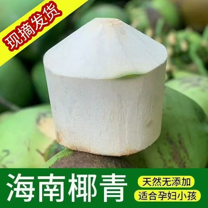 海南新鲜椰青精选大果9个装（送吸管+开椰器）水果