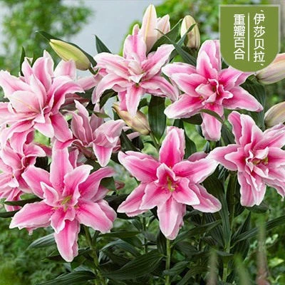 进口香水百合花种球盆栽大丽花卉绿植物室内好养活四季开花郁金香