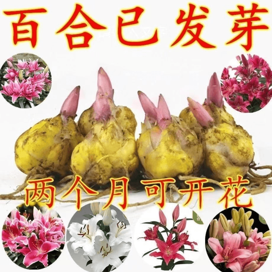香水百合花种球耐寒四季盆栽花卉易活好养室内阳台多年生植物重瓣