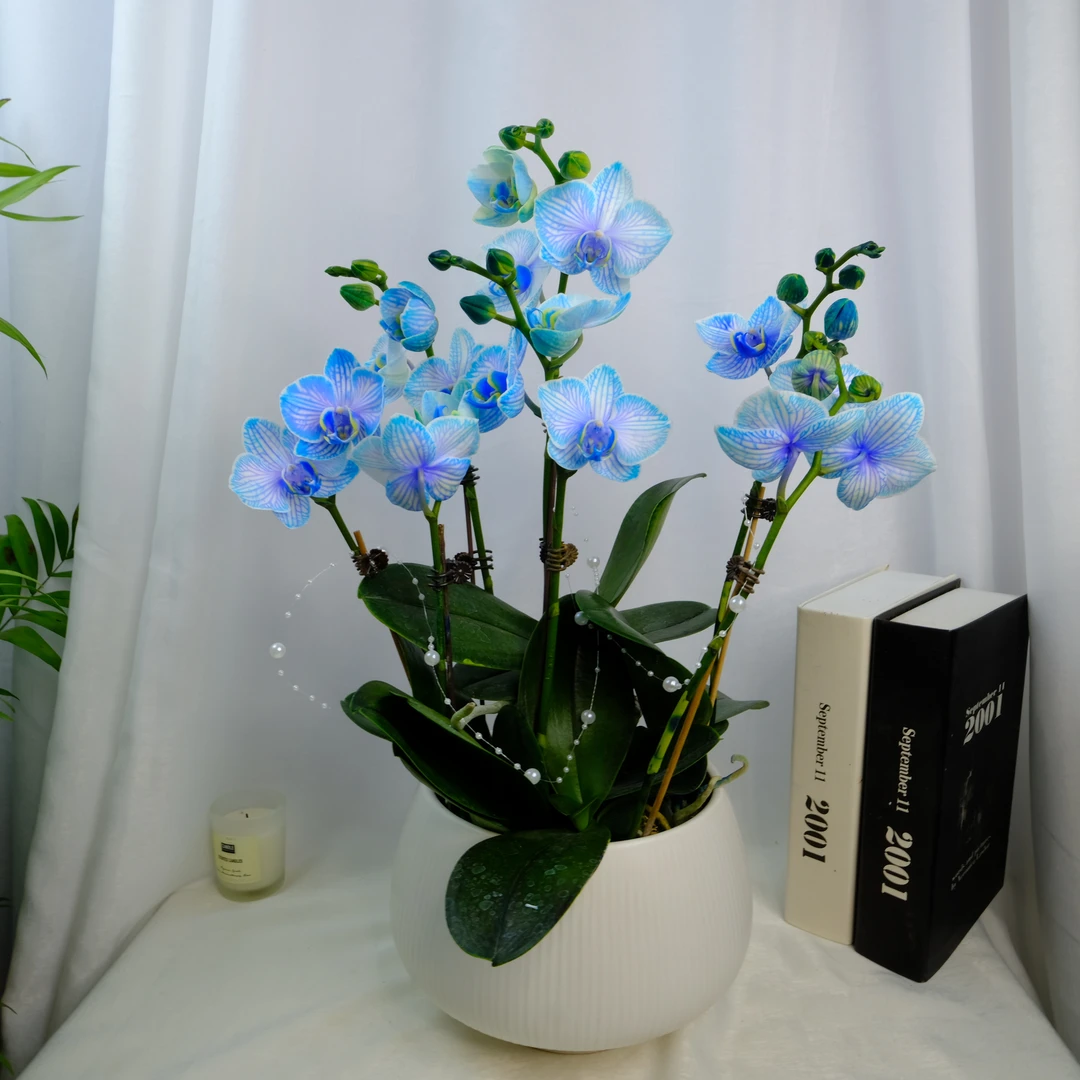 (马卡龙)植雅坊吸色蝴蝶兰盆栽好养四季开花花期超长产地优选直发