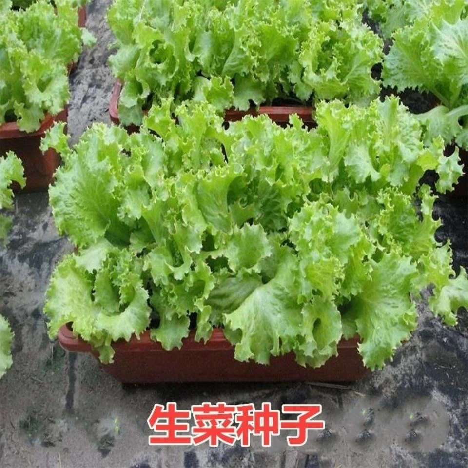 【全店满5元包邮】生菜种子意大利香甜奶油生菜籽四季种庭院