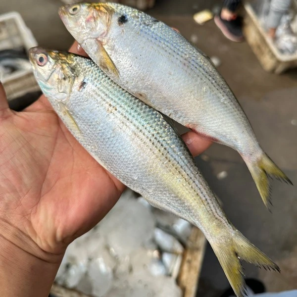 刺鱼大个 渤海湾黄骅南排河野生刺鱼海鲫鱼鲥鱼