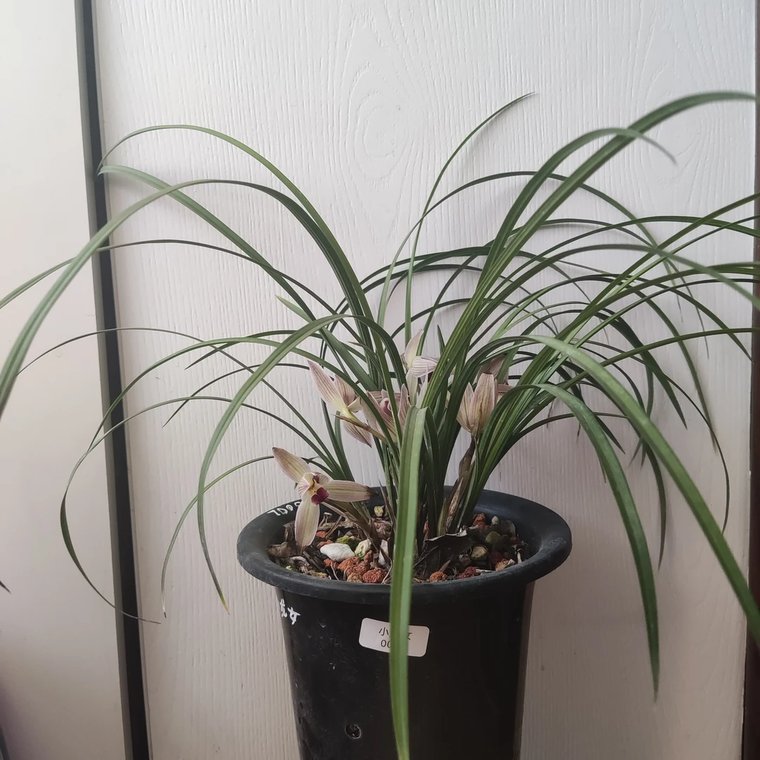 莲瓣兰 小龙女 兰花