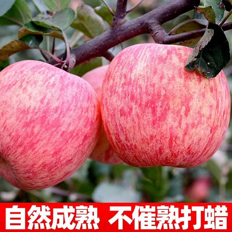 【圆通冷链】新疆沙漠红富士苹果脆甜新鲜水果精选整箱现摘现发9斤