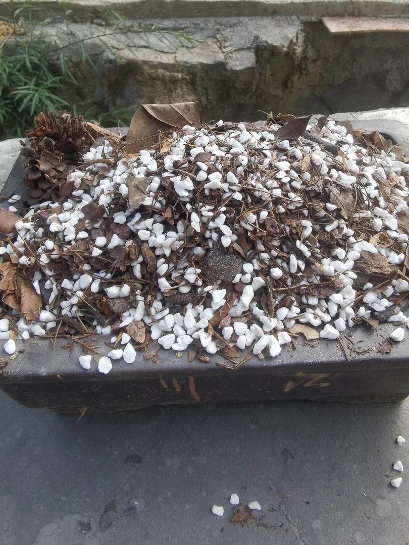 兰花专业植料，易开花发苗快