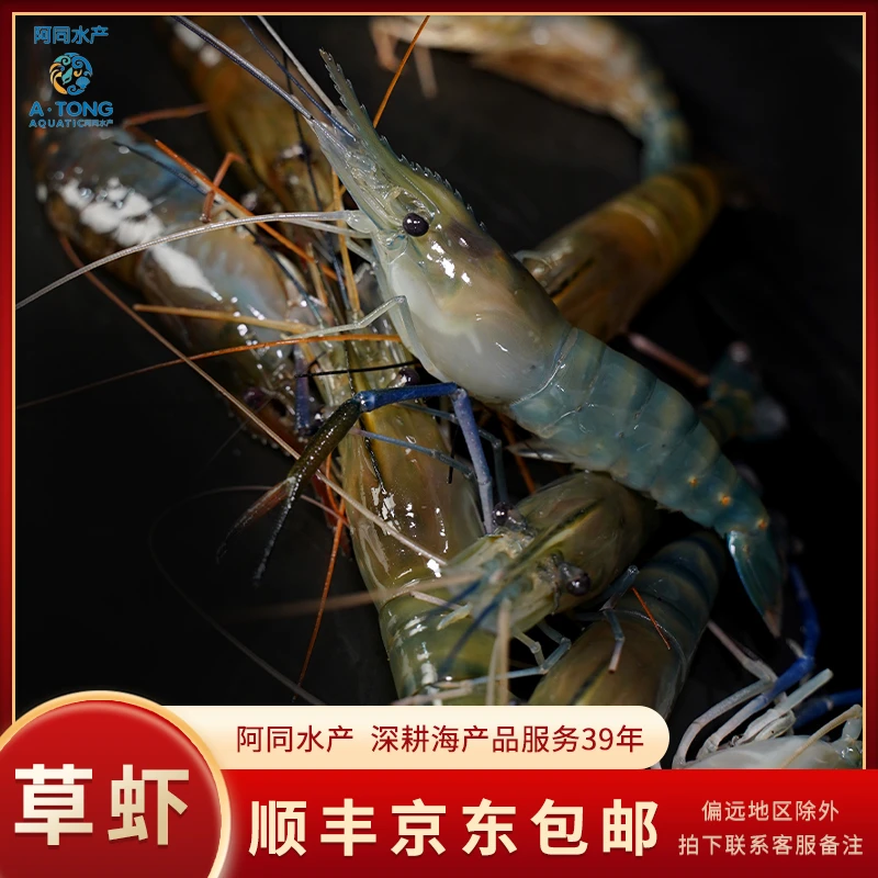 新鲜草虾罗氏虾肉质Q弹