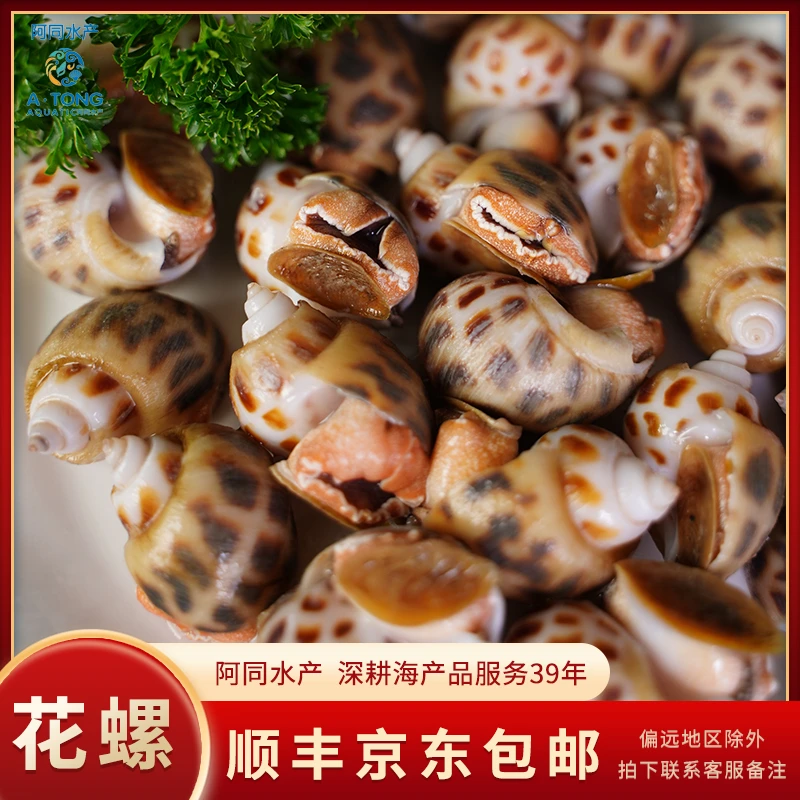 【阿同优选】新鲜螺类野生花螺