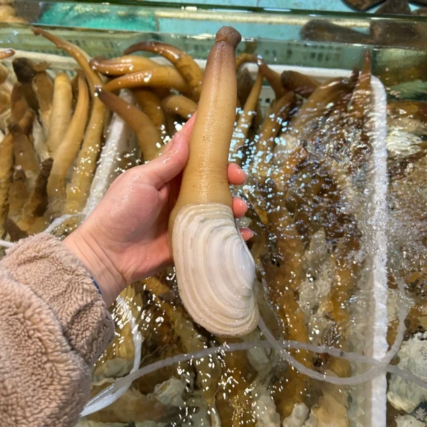 【阿同优选】深海破壳象蚌鲜甜爽脆