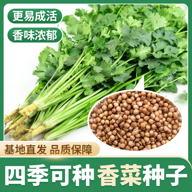【新品种】新培育速生香菜，全家都爱吃，庭院阳台都能种！
