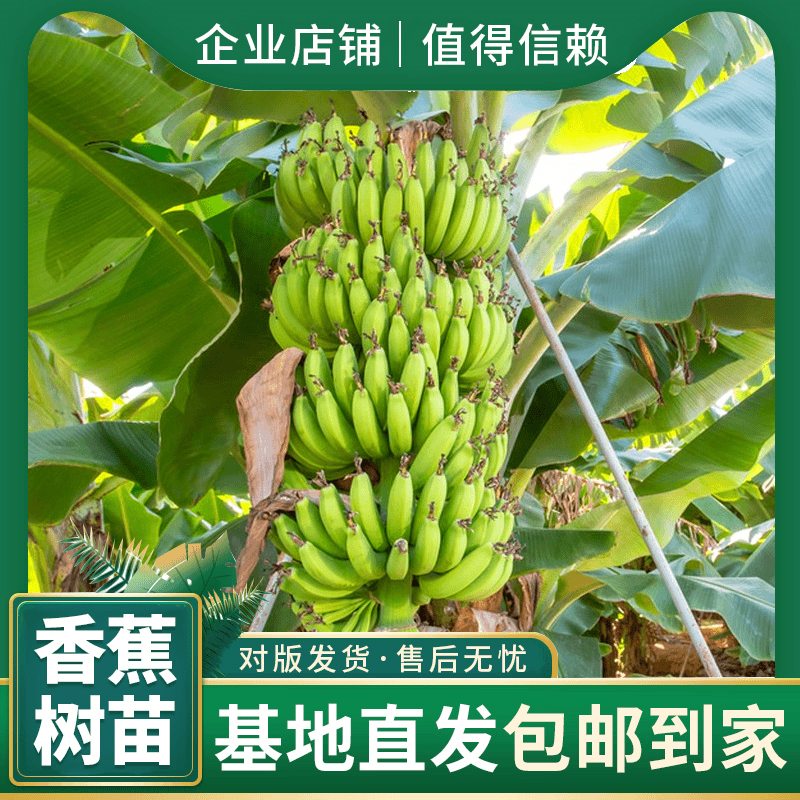 香蕉树苗芭蕉树小米蕉苗粉蕉盆栽水果庭院种植耐寒南北方种植