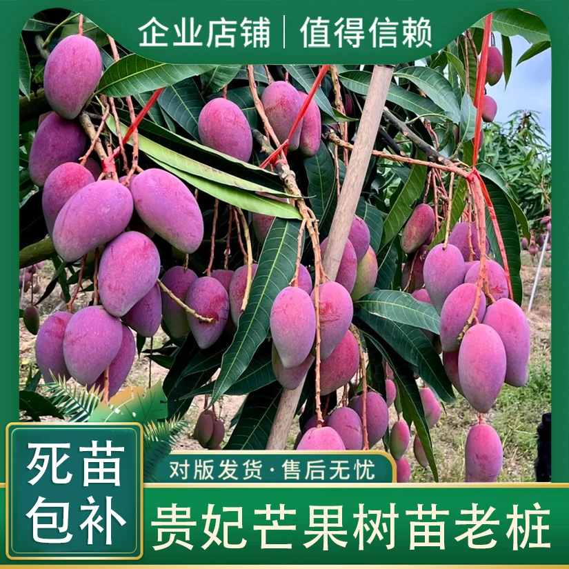 【芒果树老桩】南北方四季可种，贵妃芒果树苗，带原土球现挖现发货