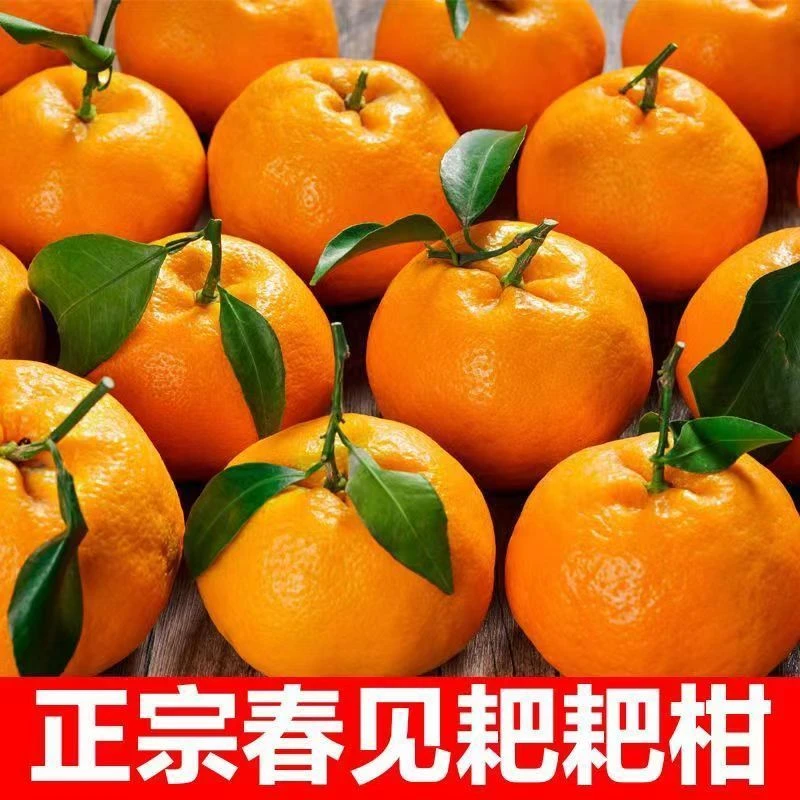 超甜】正宗四川春见耙耙柑橘子丑橘应季新鲜水果耙耙柑桔子不知火