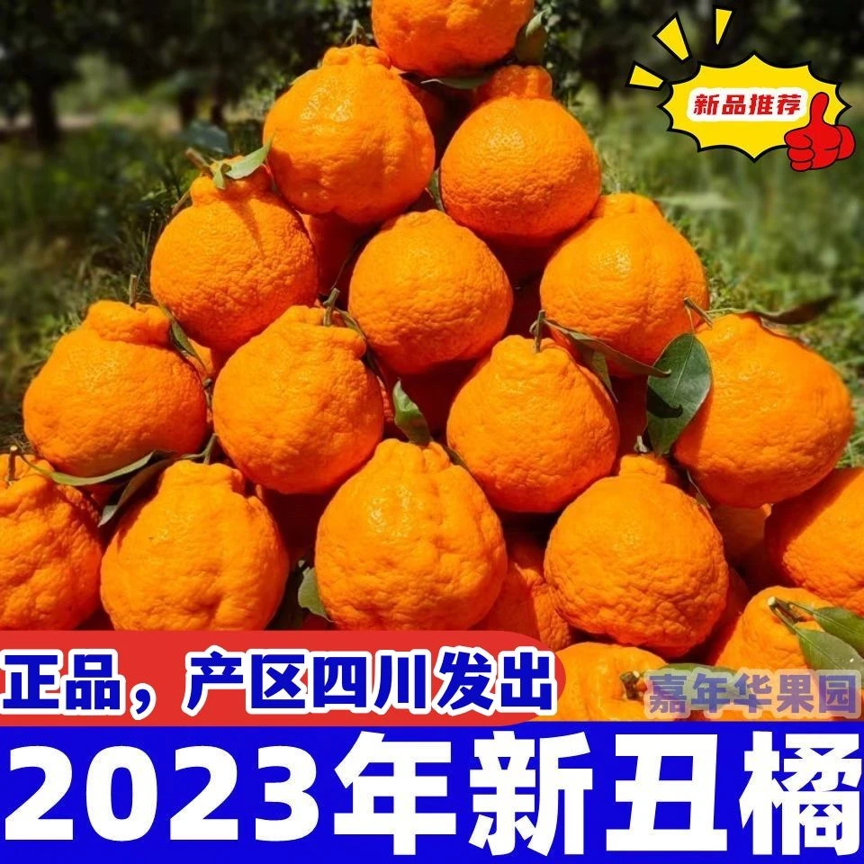 【农家精选四川不知火丑橘耙耙柑丑柑丑桔子丑八怪当季整箱水果