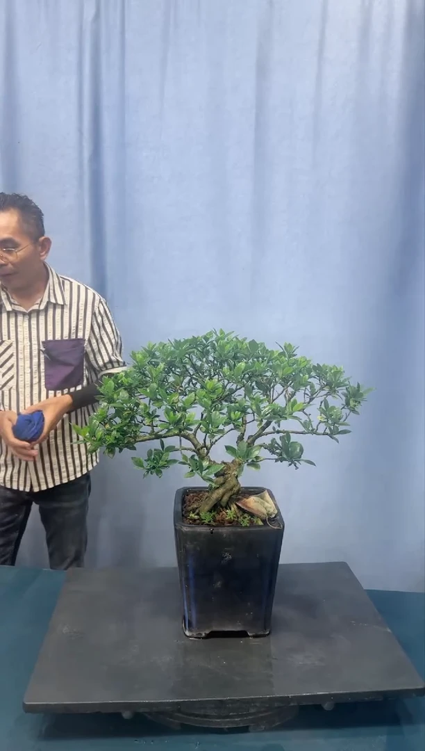 【闪购商品】栀子花栀子花
