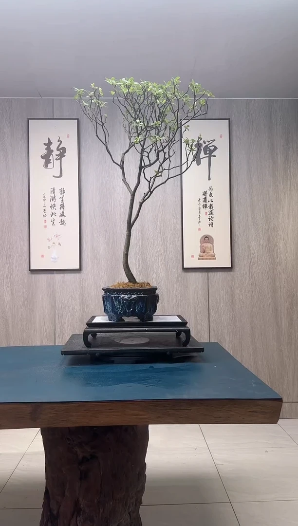 【闪购商品】盆景小叶海岛春花