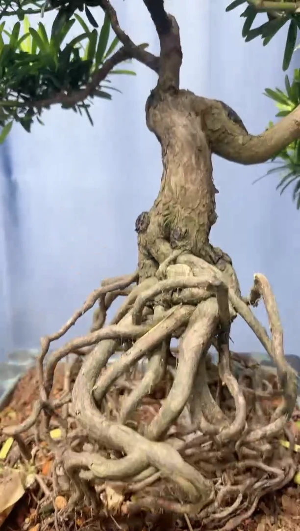 【闪购商品】罗汉松罗汉松