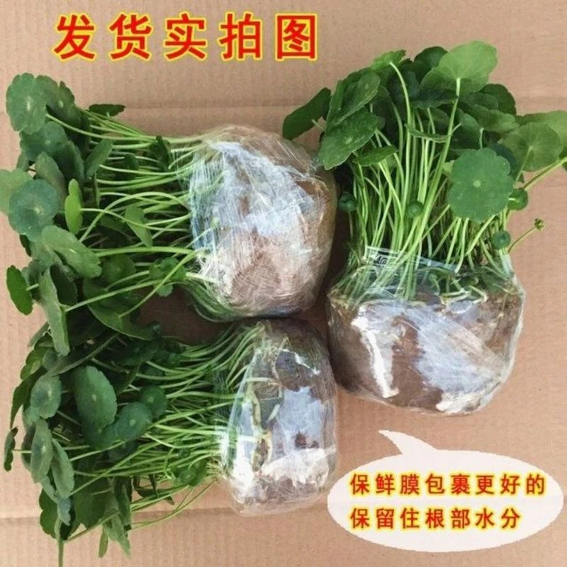 铜钱草水培植物室内办公室桌面盆栽花卉四季常青绿植净化空气懒人
