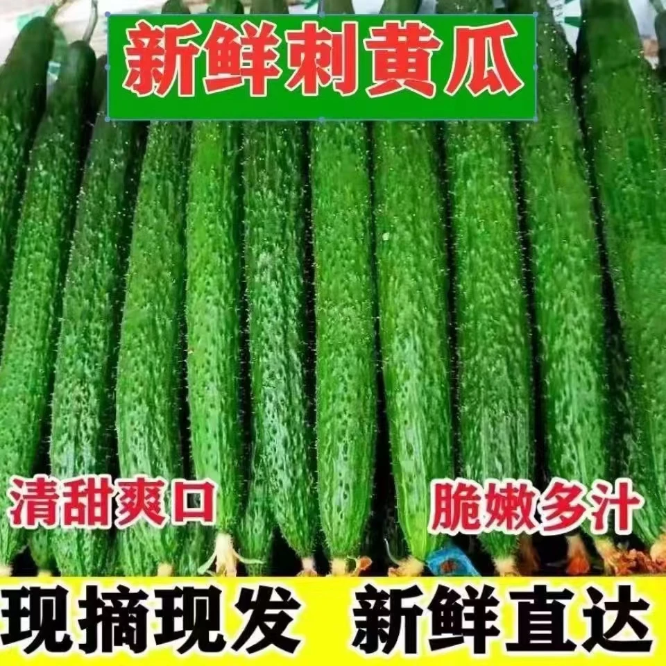 【4.8—5斤】现摘现发新鲜黄瓜可生吃做菜黄瓜中通包邮