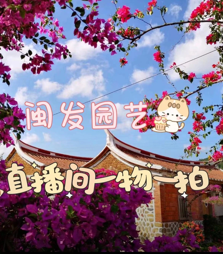 三角梅直播间一物一拍