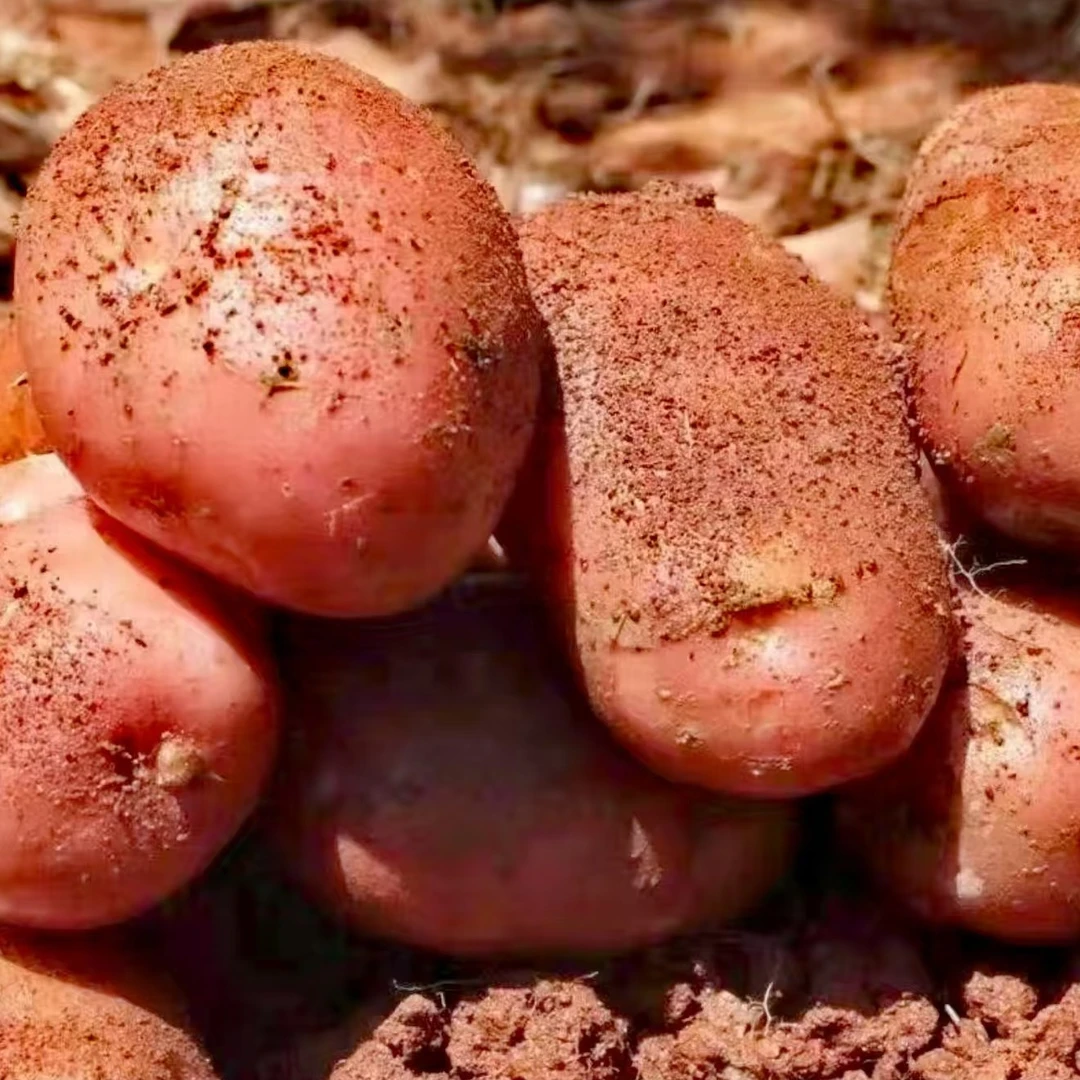 【1箱装】划算丽江高原红皮黄心洋芋土豆马铃薯